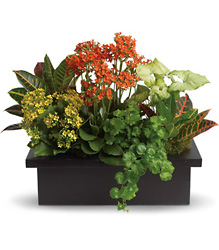 Stylish Plant Assortment from Olney's Flowers of Rome in Rome, NY
